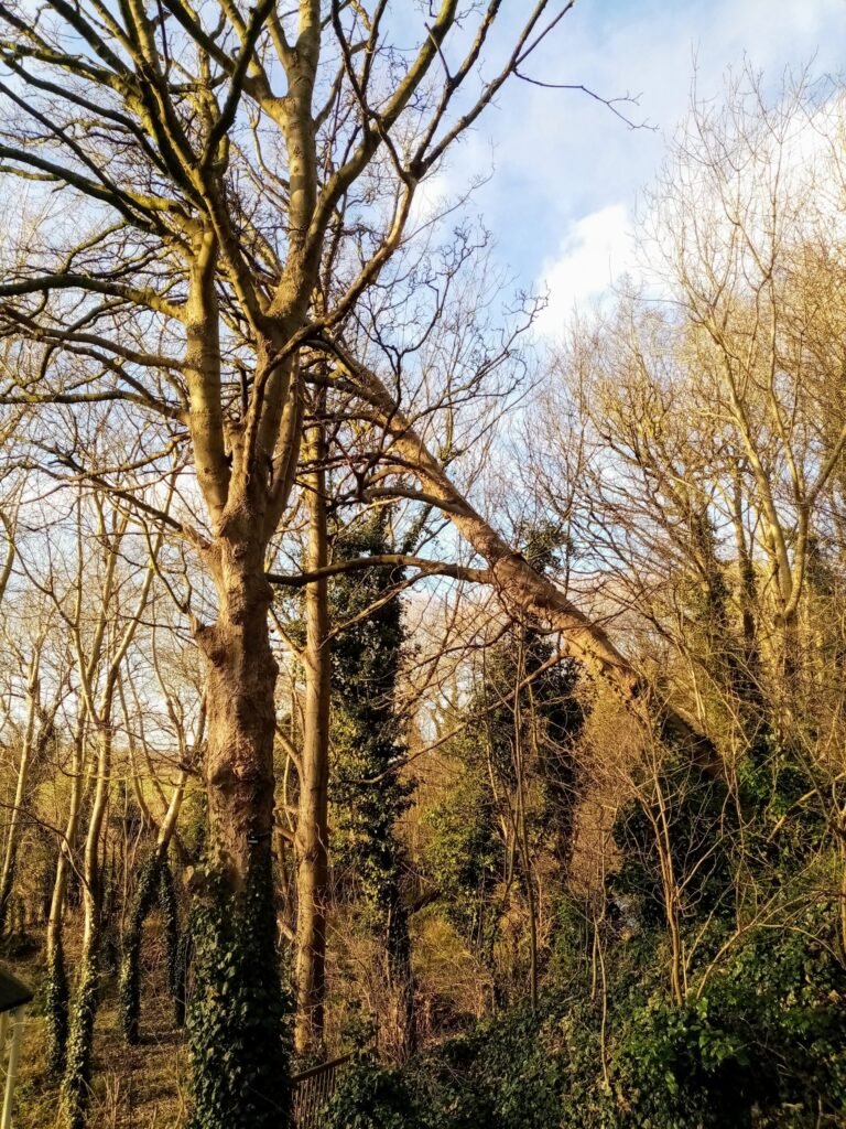Storm-blown sycamore felled in Chester