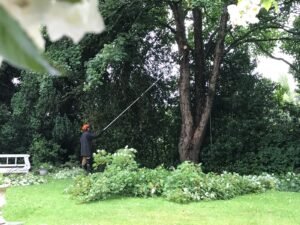 Crown reduction on a tree in Chester