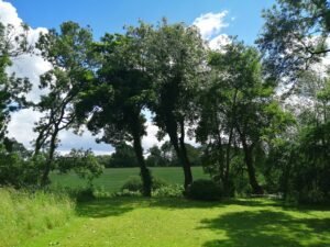 Tree surgery work in a Chester garden