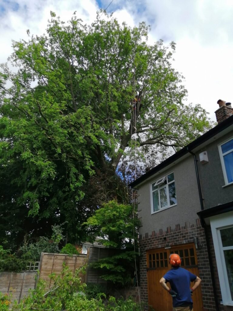 Crown reduction and tree removal at Abbots Park, near Chester