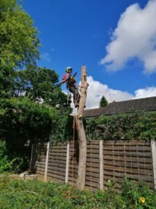 Large tree removal in Chester
