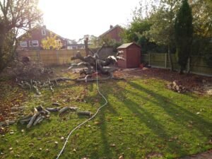 Tree felling in a Chester garden