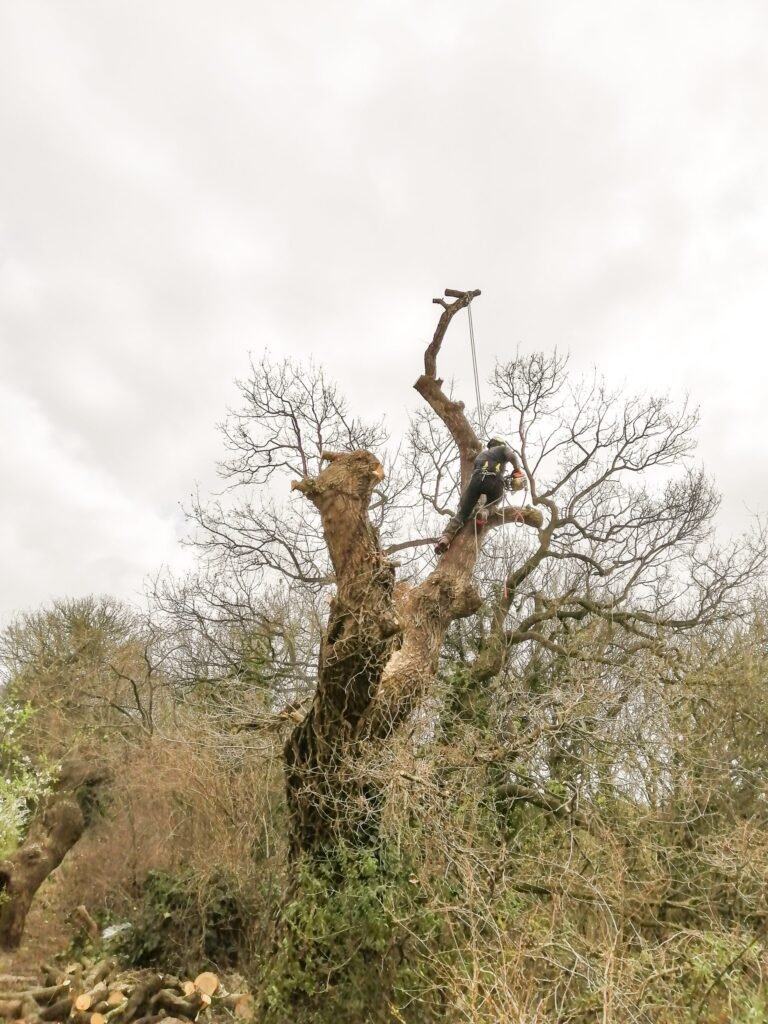 Large oak tree removal in Chester