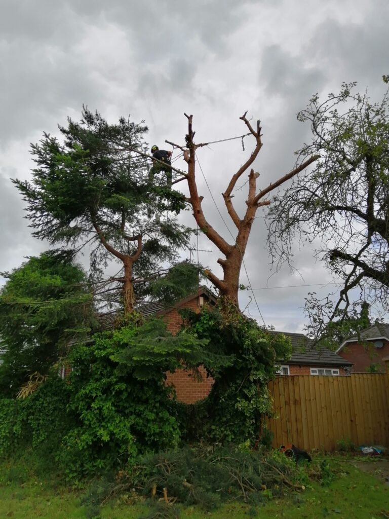 Tree removal in Helsby, Cheshire