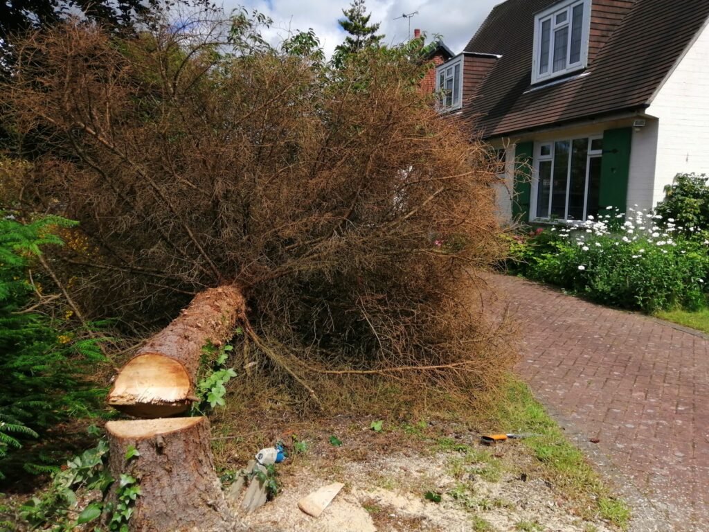 Tree surgery in Queens Park, Chester