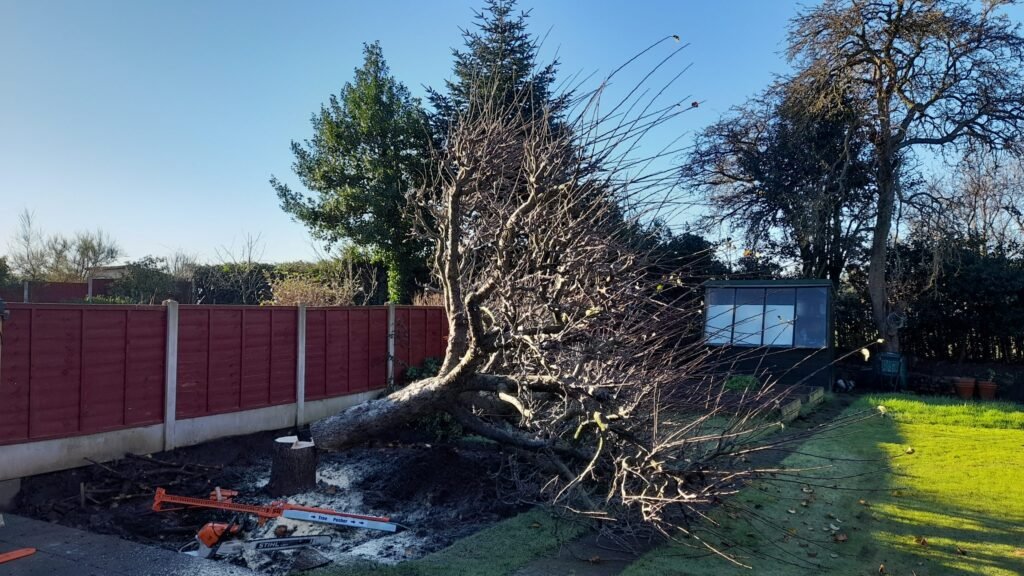 Apple tree removal in Boughton, Chester