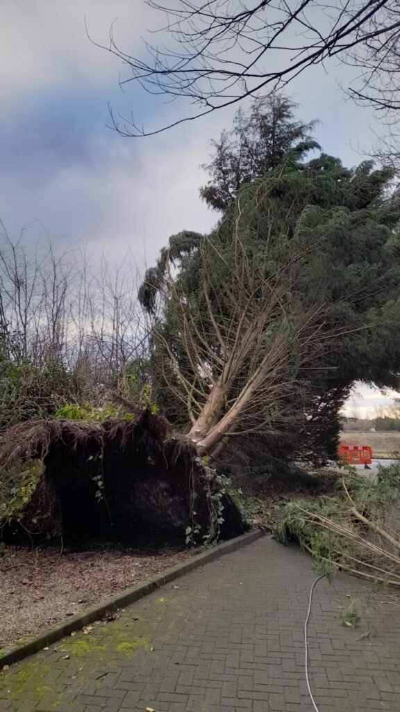 Storm Arwen tree clearance in Chester