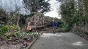 Tree being dismantled in Chester