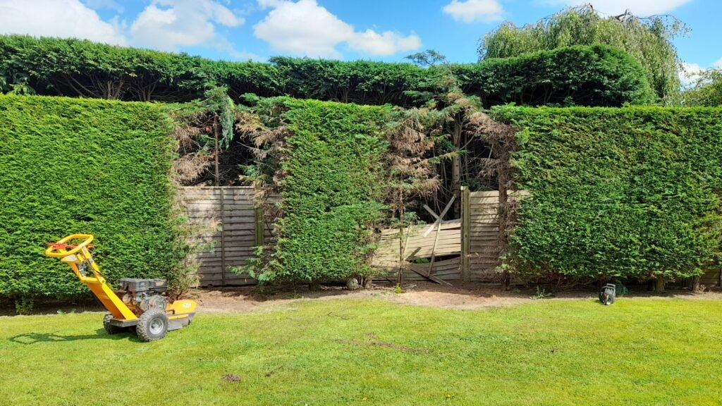 Hedge and stump removal in Handbridge, Chester