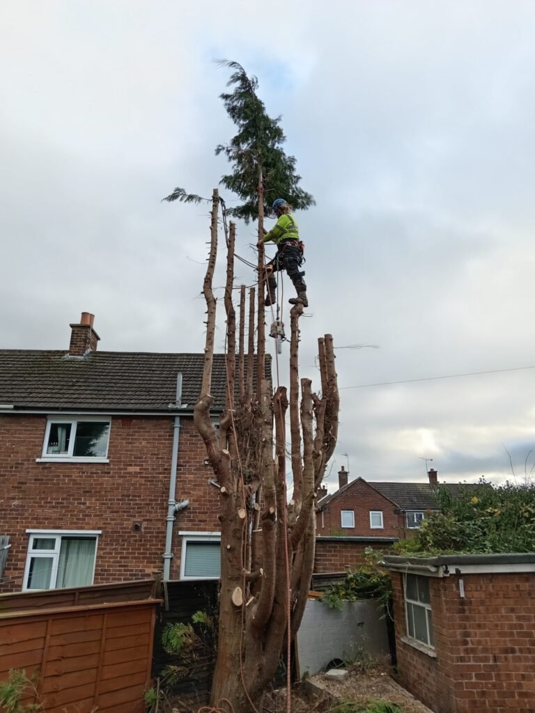 Large conifer removal in Blacon, Chester