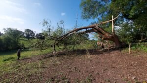 Storm-blown willow clearance in Mickle Trafford, Chester