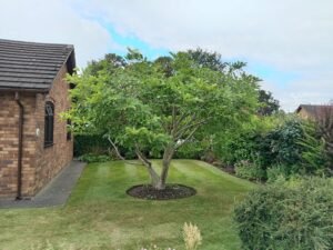 Magnolia pruning in Mickle Trafford, Chester