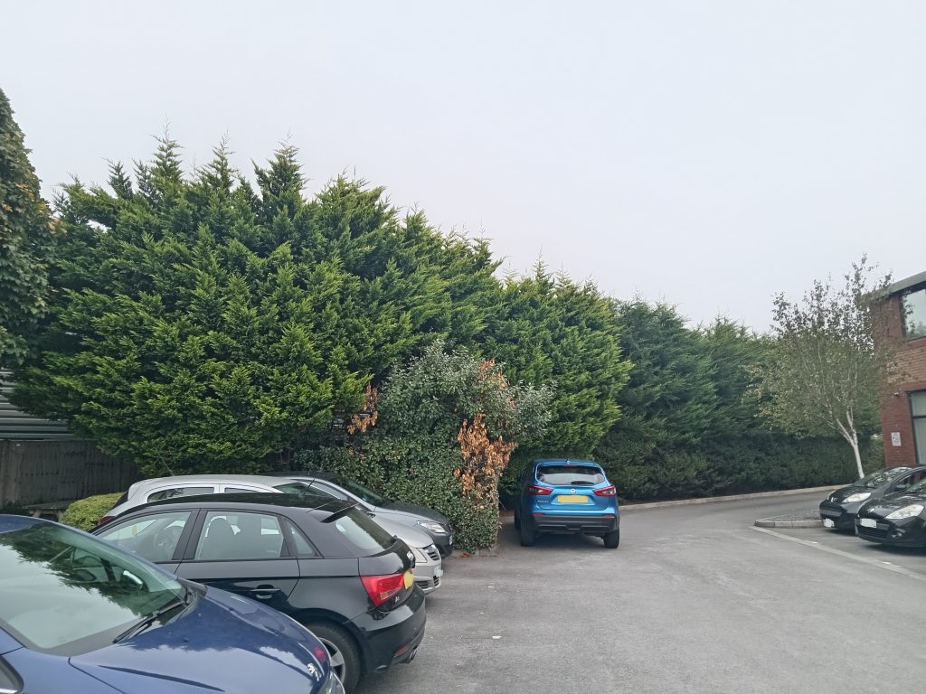 overgrown leylandii hedge before reduction sealand road chester