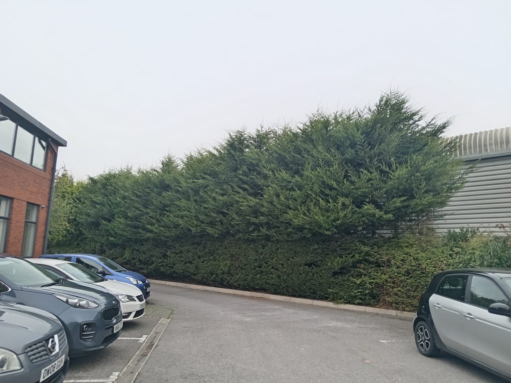 large leylandii hedge before cutting retail park chester