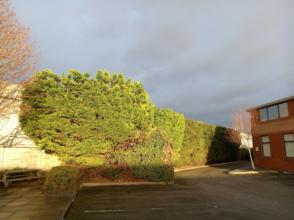 leylandii hedge after reduction sealand road chester