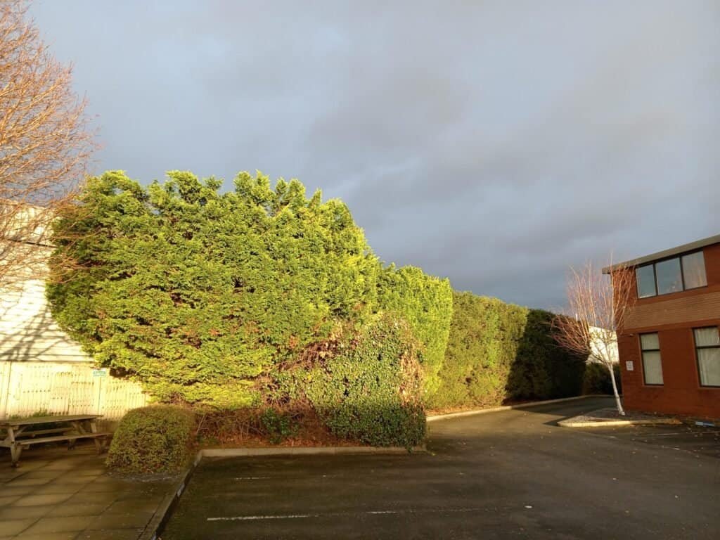Commercial Leylandii hedge reduction on Sealand Road, Chester