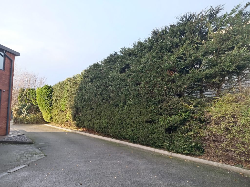 leylandii hedge after reduction sealand road chester
