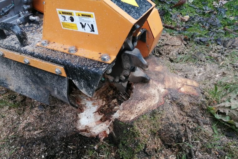 Tree surgery work in Chester by Halfacre Tree Services
