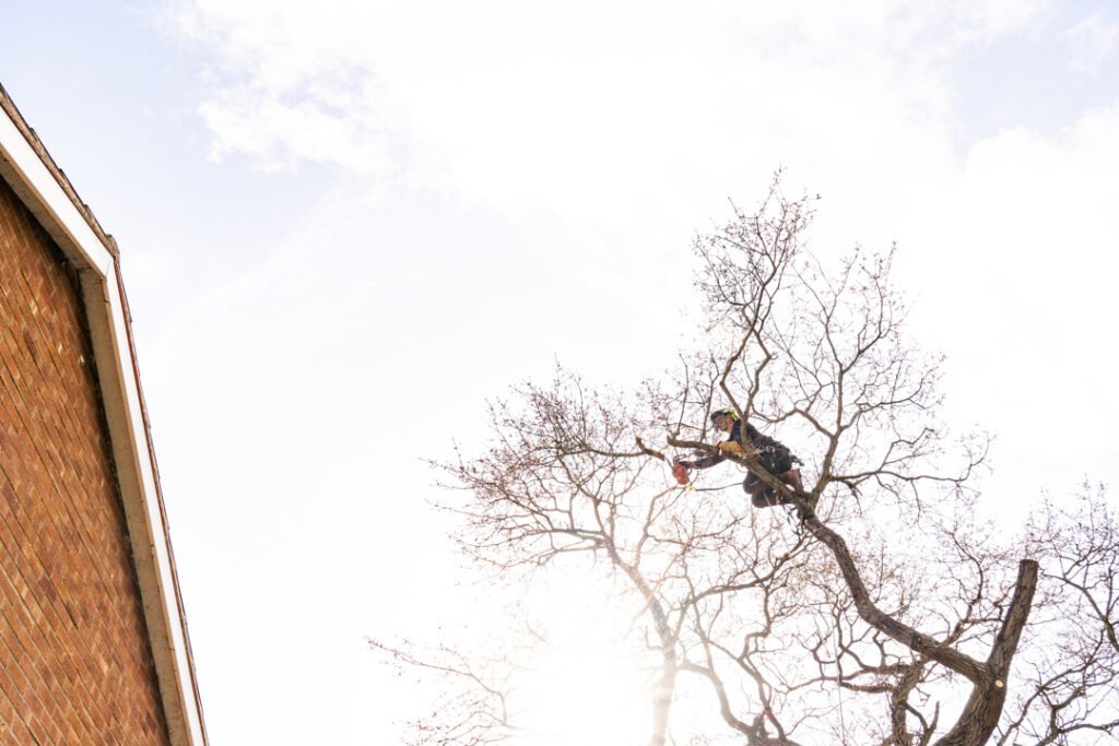 Halfacre tree surgeon pruning high in a large tree