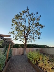 Reshaped tree after crown work in Chester