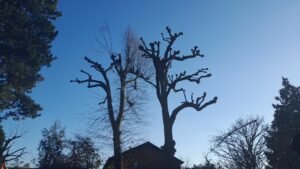 Tree pruning in a Chester garden