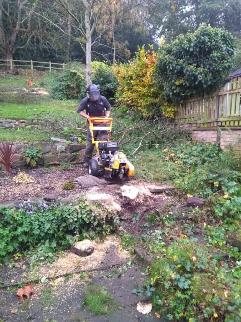 Tree stump before grinding in a Chester garden