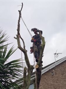 Tree removal in a Chester garden