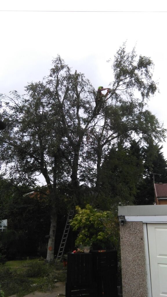 Crown reduction on a tree in Chester
