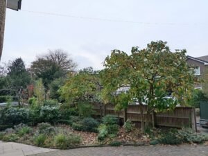 Tree surgeon at work in Chester