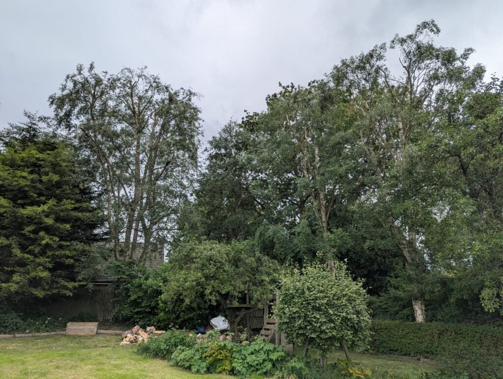 Birch trees after careful crown reduction by Halfacre Tree Services in Upton, Chester