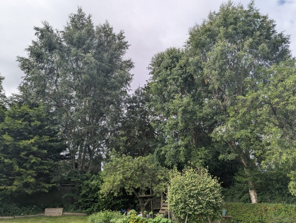 Three mature birch trees before crown reduction in Upton, Chester CH2