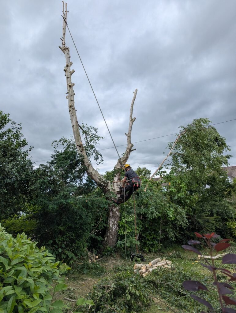 Tree surgeon removing a birch tree around telephone lines in Upton, Chester