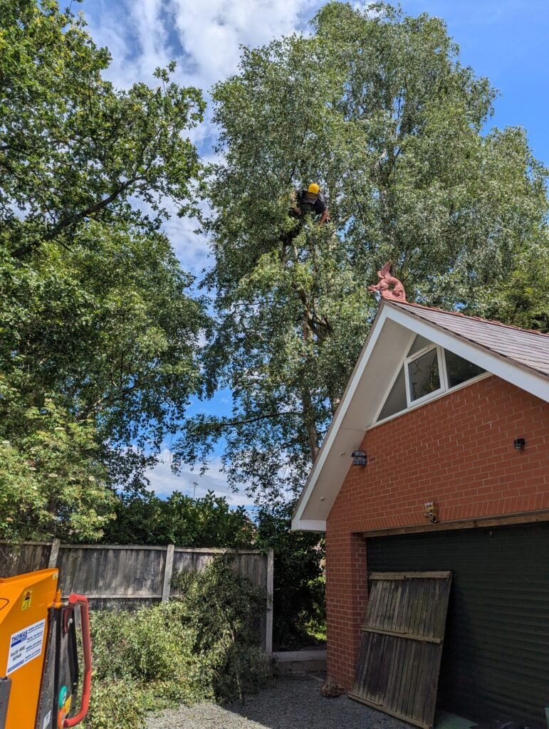 Tree surgeon carefully reducing a large birch over a neighbour's roof in Chester CH2