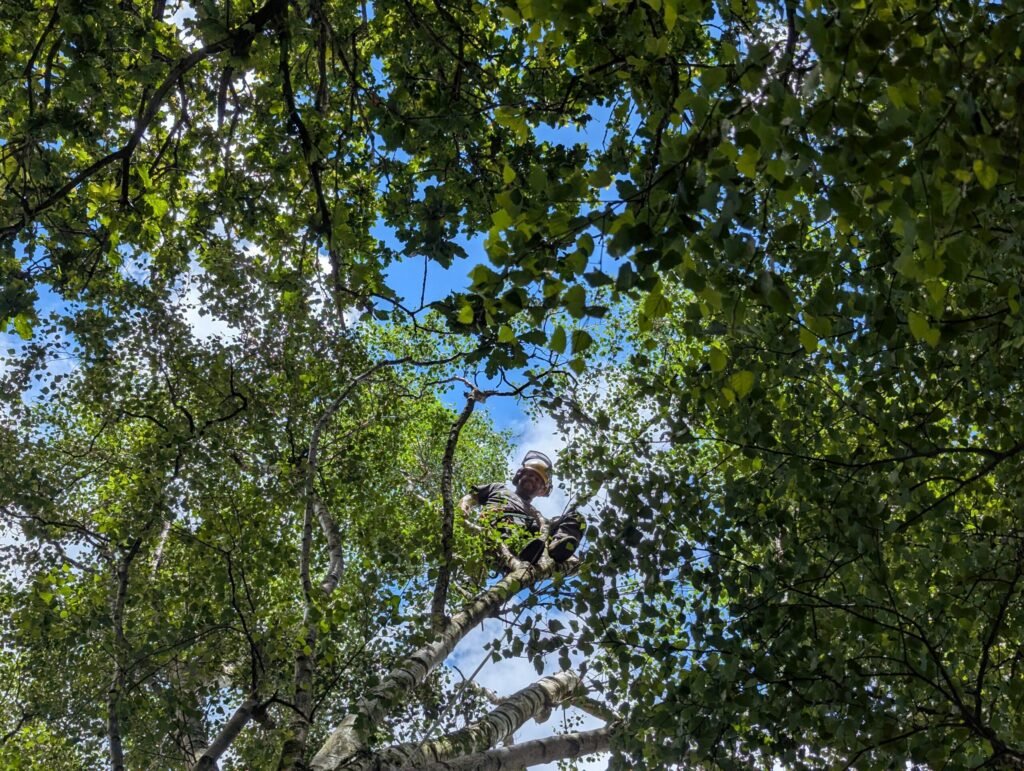 Tree surgeon climbing a birch tree during crown reduction in Upton, Chester