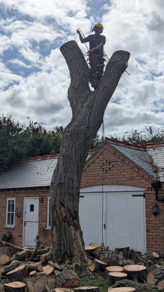 Dead willow reduced to bare stems during a tree removal in Guilden Sutton