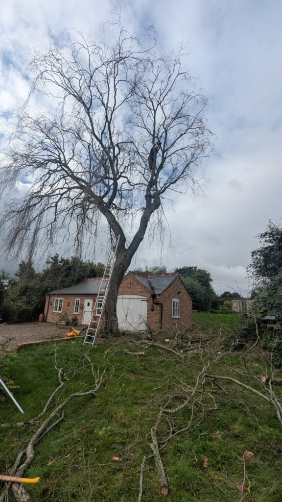 Large dead weeping willow before removal in Guilden Sutton, Chester