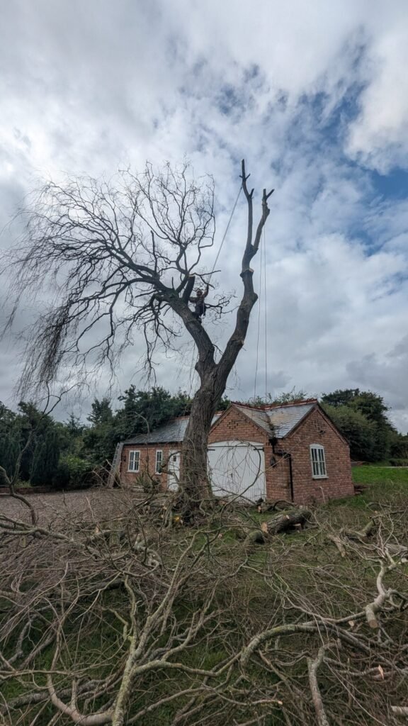 Tree surgeon removing a large dead willow in Guilden Sutton, Chester