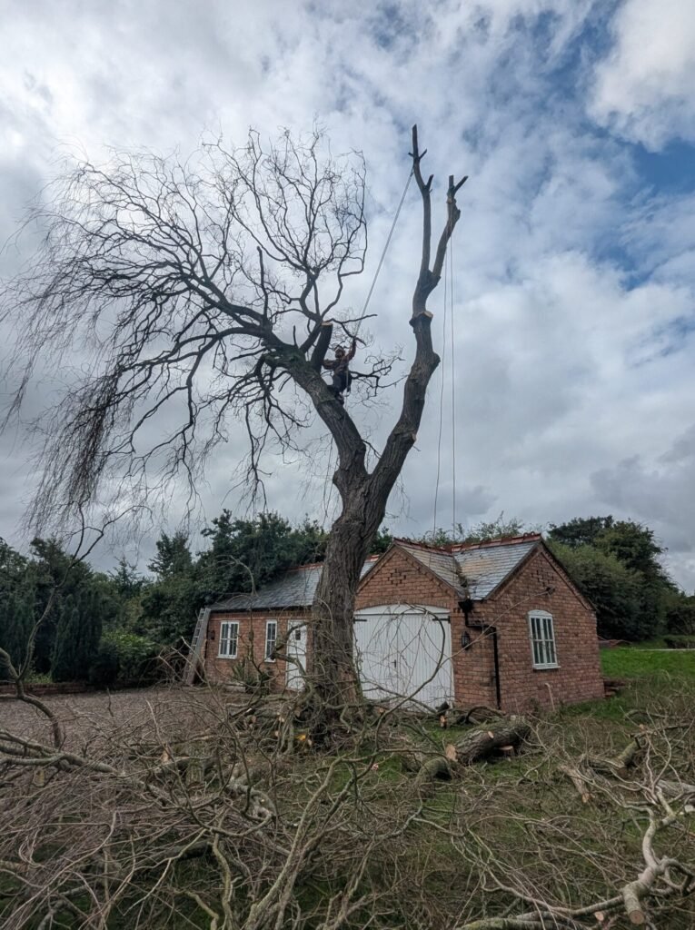 Tree surgeon removing a large dead willow in Guilden Sutton, Chester