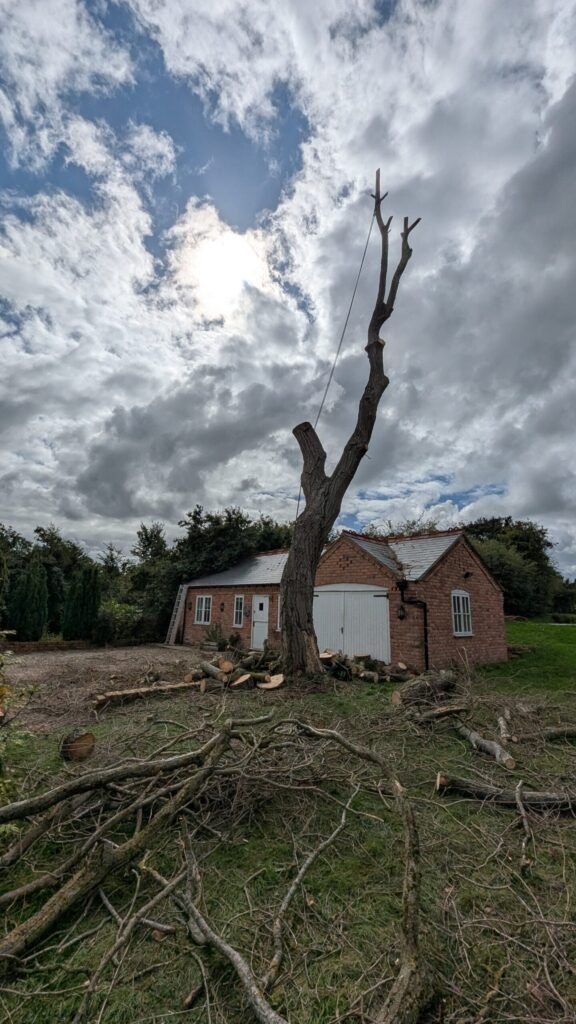 Dead willow reduced to bare stems during a tree removal in Guilden Sutton