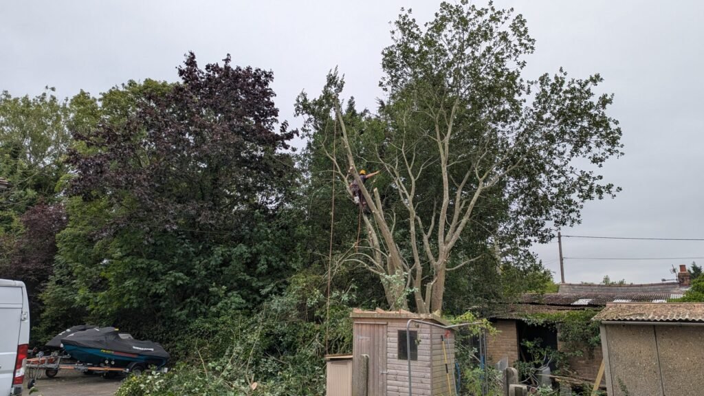 Climbing arborist taking down the unstable half of a split poplar in Great Barrow