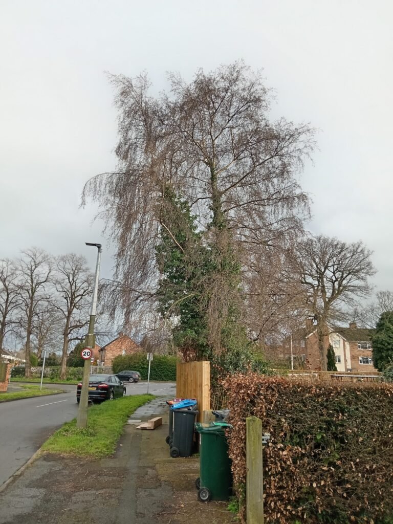 Ivy-covered silver birch in decline before removal in Hoole, Chester
