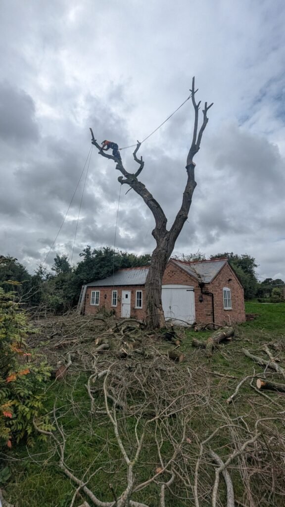 Rigging willow limbs clear of solar panels and an outbuilding in Chester