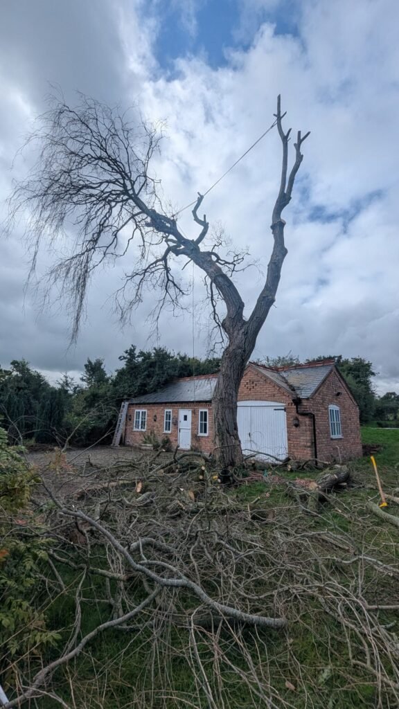 Sectional dismantle of a dead willow over an outbuilding in Guilden Sutton
