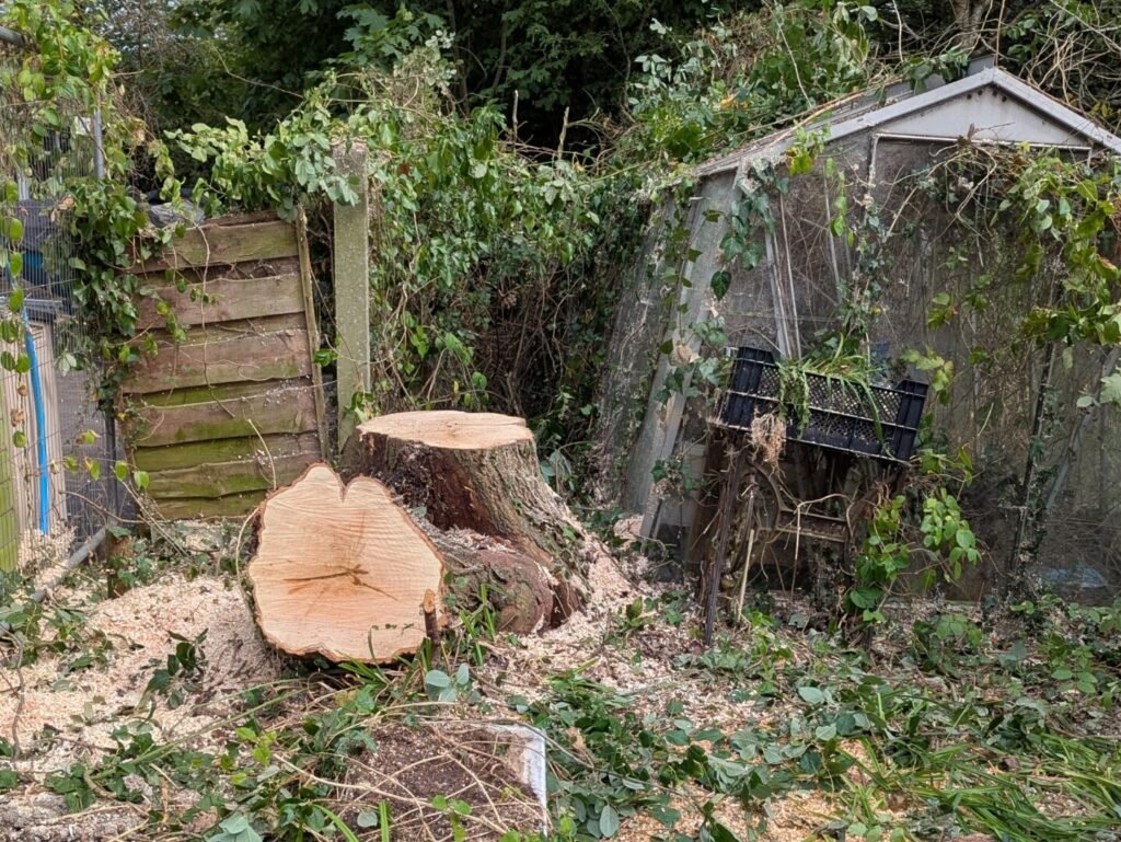 Split poplar stump beside a greenhouse with woodchip left as mulch in Great Barrow