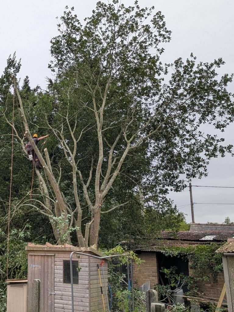 Tree surgeon removing a storm-damaged poplar in Great Barrow, Chester