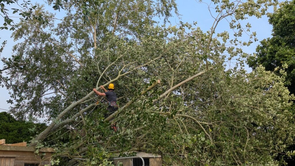 Tree surgeon dismantling a fallen poplar crown in Great Barrow, Chester