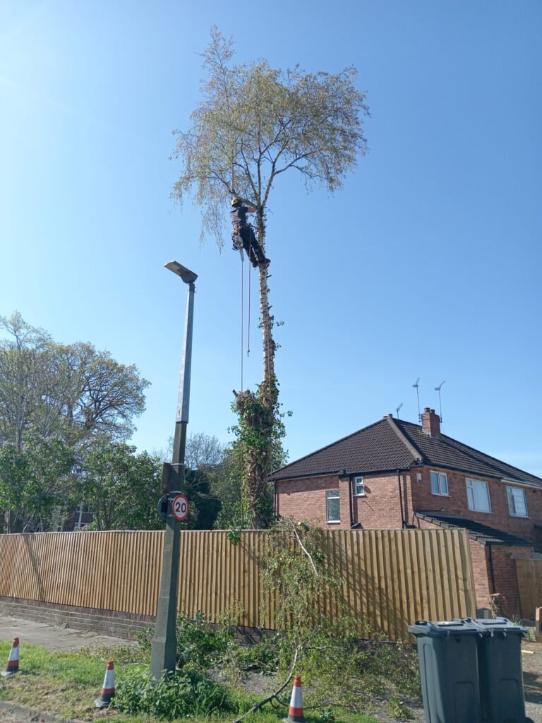Tree surgeon dismantling a silver birch section by section in Hoole, Chester